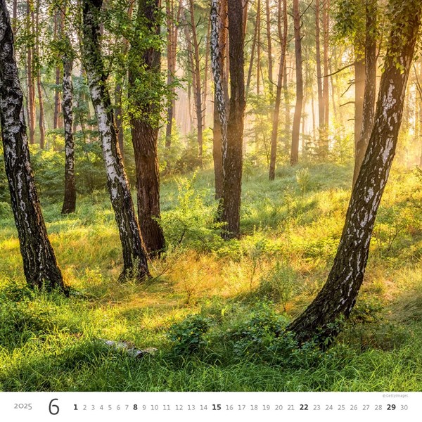 Obrázky: FOREST, nástenný kalendár 300x300 mm, väzba na špirále, Obrázok 7